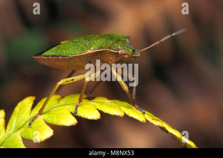 Gemeinsame Green shieldbug (Palomena prasina) auf Fern thront. Tipperary, Irland Stockfoto