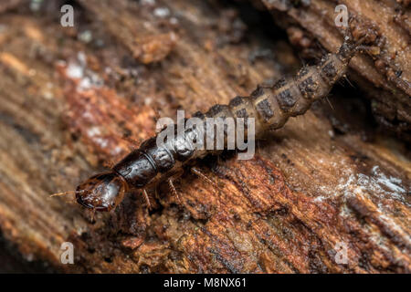 Devil's Trainer - Pferd Käfer (Ocypus olens) Larve unter verfaulten Zweig in den Wald. Stockfoto