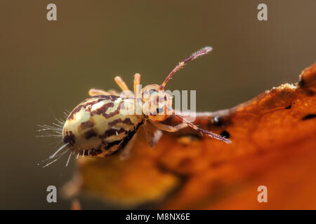 Dorsalansicht der kugelförmigen Springtail (Dicyrtomina saundersi) am Rand eines Blattes thront. Tipperary, Irland Stockfoto