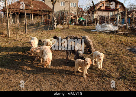 Hunde Lagotto Romagnolo Stockfoto