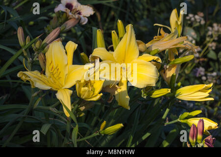 "Big Bird" Daylily, Daglilja (Hemerocallis) Stockfoto