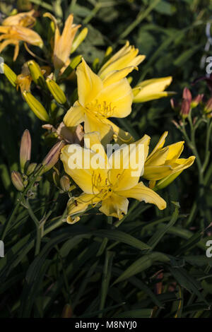 "Big Bird" Daylily, Daglilja (Hemerocallis) Stockfoto