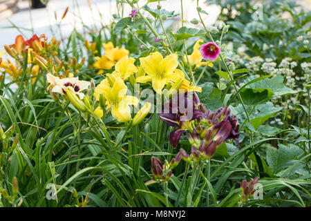 "Big Bird" Daylily, Daglilja (Hemerocallis) Stockfoto