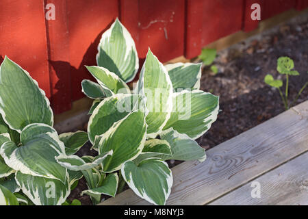 'Francee' Hosta, Funkia (Hosta undulata) Stockfoto