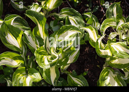 "Feuer und Eis" Hosta, Funkia (Hosta undulata) Stockfoto