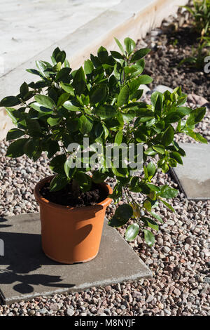 Orange Calamondin, Kalamondin (Citrofortunella microcarpa) Stockfoto