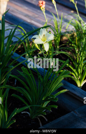 "Arctic Snow' Daylily, Daglilja (Hemerocallis) Stockfoto