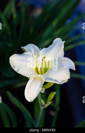 "Arctic Snow' Daylily, Daglilja (Hemerocallis) Stockfoto