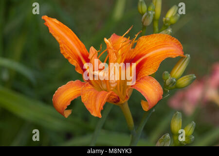 'Kwanso' Orange Tag - Lily, Brunröd daglilja (Hemerocallis fulva) Stockfoto