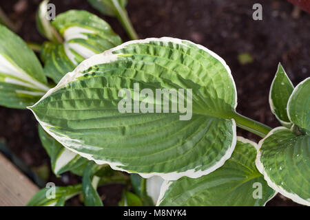 'Francee' Hosta, Funkia (Hosta undulata) Stockfoto