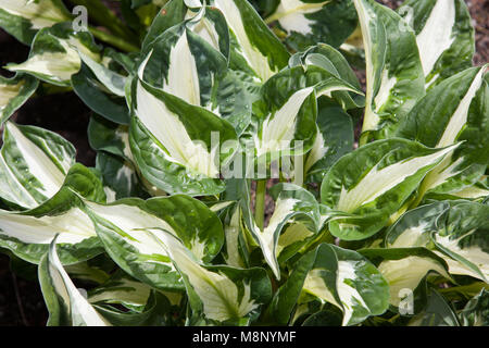 'Whirlwind' Hosta, Funkia (Hosta undulata) Stockfoto