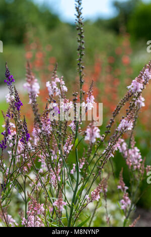 'Canon ging 'Purple Toadflax, Purpursporre (Linaria purpurea) Stockfoto