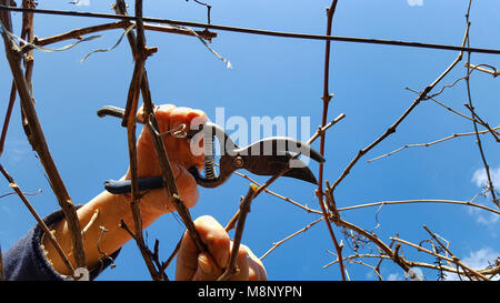 Mann Beschneidung Traube in einem Weinberg selektiven Fokus auf Hand Stockfoto