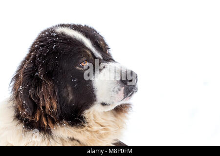 Lustig und traurig mioritic shephed Hund im Winter Stockfoto