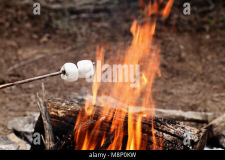 Zwei gerösteten Marshmallows auf einem Stock über einem Lagerfeuer im Camp. Stockfoto