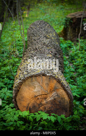 Baum geschnitten Stockfoto