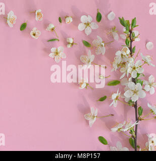 Frühling Blumen auf rosa Hintergrund Stockfoto