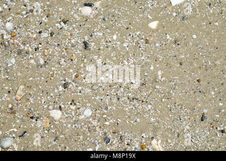 Nasser Sand mit Shell am Strand Küste Textur Hintergrund. Sommer Konzept Stockfoto