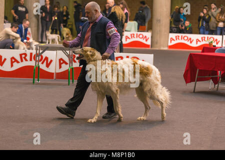 22. INTERNATIONALE HUNDEAUSSTELLUNG GIRONA März 17, 2018, Spanien, Russische Wolfshund Stockfoto