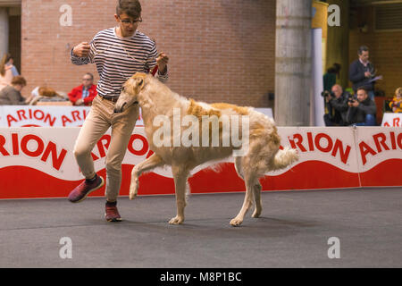 22. INTERNATIONALE HUNDEAUSSTELLUNG GIRONA März 17, 2018, Spanien, Russische Wolfshund Stockfoto