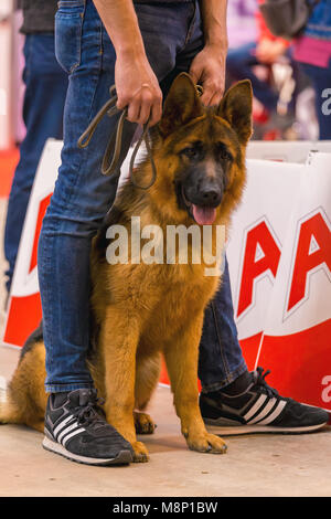 22. INTERNATIONALE HUNDEAUSSTELLUNG GIRONA März 17, 2018, Spanien, Deutscher Schäferhund Stockfoto