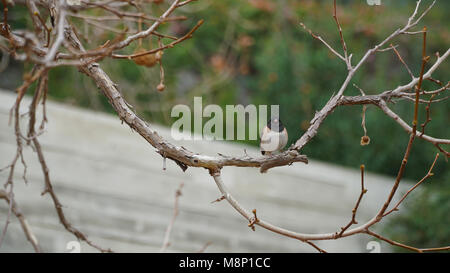 Männliche Junco Vogel auf Zweig im Frühjahr Stockfoto