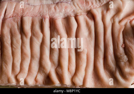 Schweinebauch mit Hautkontakt, schließen. Stockfoto