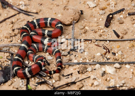 Scarlet Kingsnake (Lampropeltis elapsoides) Stockfoto