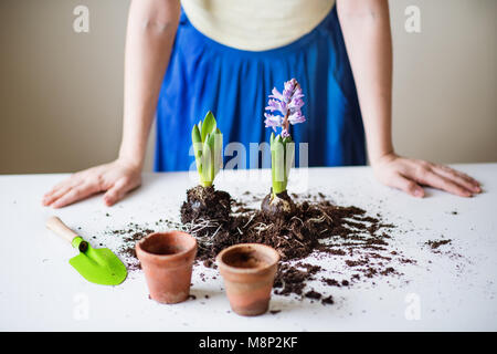 Junge Frau Pflanzen Blume Sämlinge zu Hause. Stockfoto