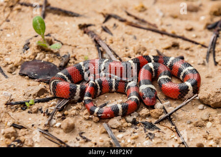 Scarlet Kingsnake (Lampropeltis elapsoides) Stockfoto