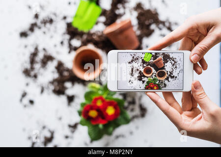 Bepflanzung Sämlinge Komposition. Weibliche Hände halten ein Smartphone. Stockfoto