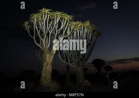 Köcherbäume in der Nähe von Keetmanshoop, Namibia Stockfoto