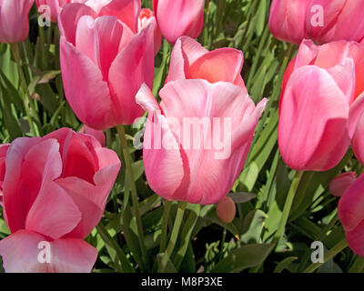 Rosa blühende Tulpen (Tulipa sp.) im Park neben dem Casino Monte-Carlo, Place du Casino, Monte Carlo, Monaco, Côte d'Azur Stockfoto