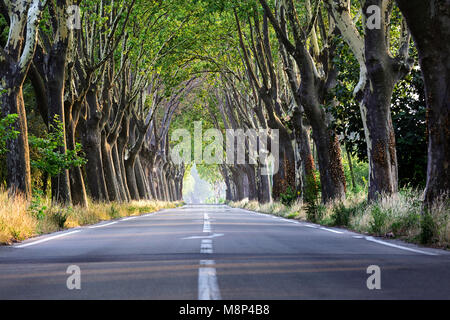 Von Bäumen gesäumten Straße in der Provence, Frankreich Stockfoto