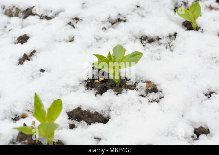 Herbst gesät oder Reihe von Bohne Pflanzen in den Schnee fallen, Vielzahl Witkiem Manita, Vicia Faba auch als Feld bean, Fava, Bell, Pferd, Windsor bekannt, Schwein Stockfoto