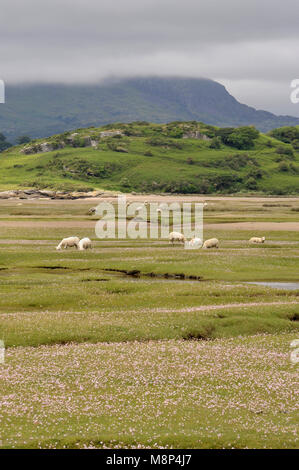 Welsh Lämmer, Schafe weiden Salzwiesen auf dem River Dwyryd Estuary, Gwynedd in Nord Wales, Großbritannien. Stockfoto