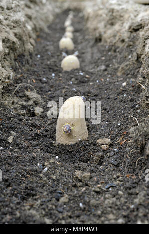 Bepflanzung chitted Pflanzkartoffeln in einem Gemüsegarten graben mit einem Bett von Kompost. Vielzahl von Arran Pilot einen ersten frühen weißen Kartoffel. Stockfoto