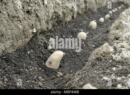 Bepflanzung chitted Pflanzkartoffeln in einem Gemüsegarten graben mit einem Bett von Kompost. Vielzahl von Arran Pilot einen ersten frühen weißen Kartoffel. Stockfoto