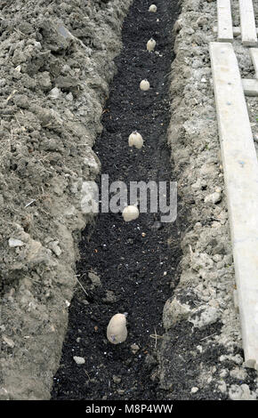 Bepflanzung chitted Pflanzkartoffeln in einem Gemüsegarten graben mit einem Bett von Kompost. Vielzahl von Arran Pilot einen ersten frühen weißen Kartoffel. Stockfoto