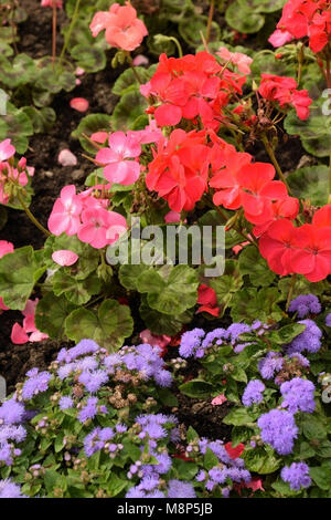 Rosarote und rote Pansien mit ageratum (blauviolett) Blumen in voller Blüte Stockfoto