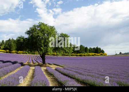 Lavendel mit einem einsamen Baum, Provence, Frankreich eingereicht. Stockfoto