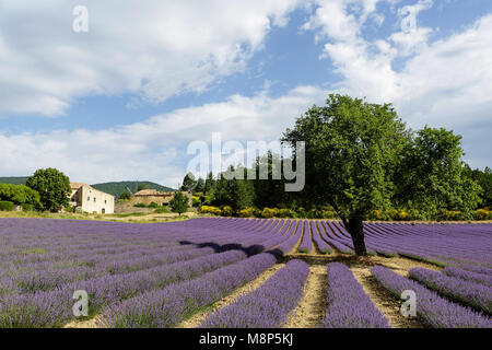 Lavendelfeld mit einem traditionellen provenzalischen Haus im Hintergrund, Provence, Frankreich. Stockfoto