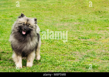 Junger Hund Spitz an der Leine Stockfoto