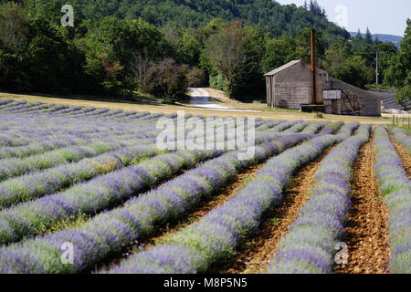 Lavendelfeld mit einem traditionellen provenzalischen Haus im Hintergrund, Provence, Frankreich. Stockfoto