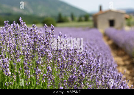 Nahaufnahme von Lavendel mit einem traditionellen provenzalischen Haus unscharf im Hintergrund, Provence, Frankreich. Stockfoto