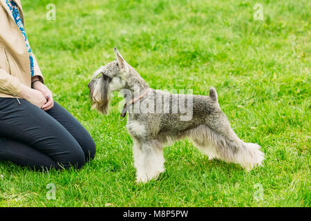 Ein Hund von zwergschnauzer der grauen Farbe steht in einem Rack auf dem grünen Gras neben der Herrin Stockfoto