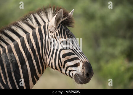 Porträt eines Burchell's Zebra Stockfoto