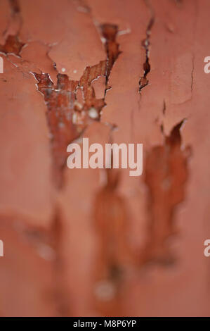 Peeling distressed roter Farbe auf eine alte Tür Stockfoto