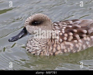 Marbled Teal (Marmaronetta angustirostris) Stockfoto