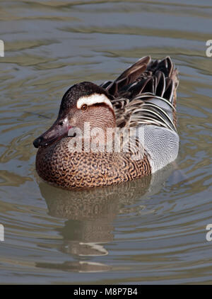 Krickente Ente (Anas querquedula) Männlich Stockfoto